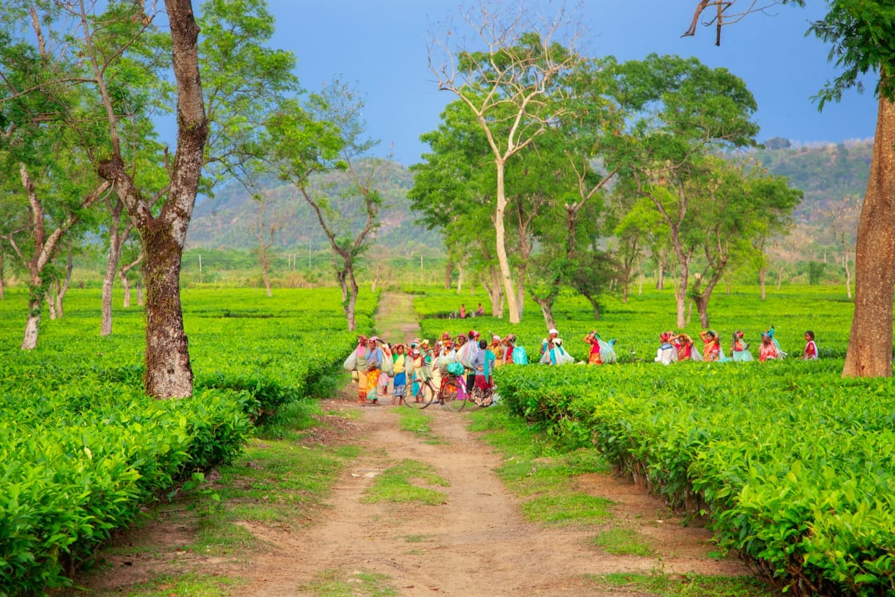 Tea pluckers with a bicycle on a path through an Assam tea garden in the Brahmaputra Valley