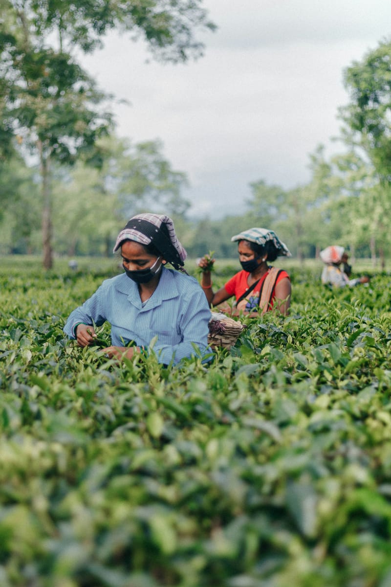 Women handpicking tea leaves in an Assam garden